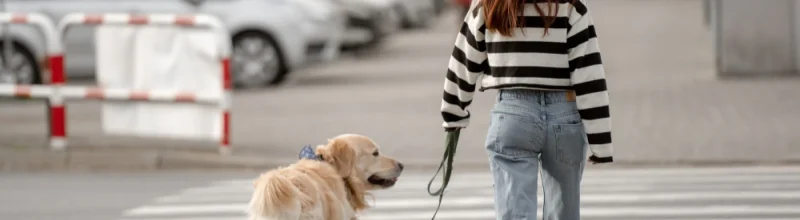 Una mujer que pasea a su perro por un paso de peatones